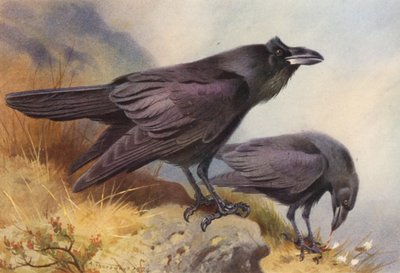 Corvo (litografia a cores) de Archibald Thorburn