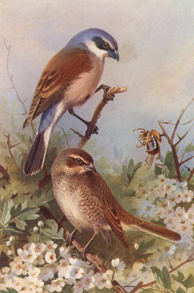 Picanço-de-dorso-vermelho (macho e fêmea) (litografia a cores) de Archibald Thorburn