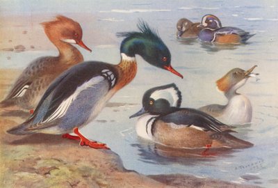 Pato-mergulhão de peito vermelho (macho e fêmea), pato arlequim (macho e fêmea), pato-mergulhão de capuz (macho e fêmea) (litografia a cores) de Archibald Thorburn