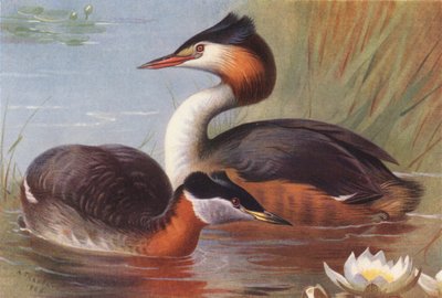 Mergulhão-de-pescoço-vermelho, mergulhão-de-crista (litografia a cores) de Archibald Thorburn
