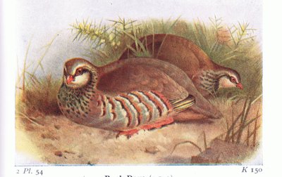 Perdiz-de-patas-vermelhas, das aves das Ilhas Britânicas e seus ovos, publicada por Frederick Warne & Co Ltd, 1958 de Archibald Thorburn