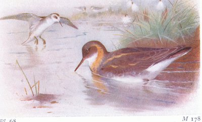 Falaropo de pescoço vermelho (verão e outono), de aves das ilhas britânicas e seus ovos publicado por Frederick Warne & Co Ltd, 1958 de Archibald Thorburn