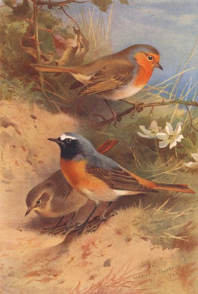 Peito-vermelho, Peito-vermelho (macho e fêmea) (litografia a cores) de Archibald Thorburn