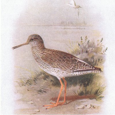 Redshank, de aves das ilhas britânicas e seus ovos publicado por Frederick Warne & Co Ltd, 1958 de Archibald Thorburn