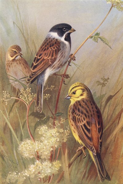 Reed-Bunting (macho e fêmea), Yellow Bunting ou Yellow Hammer (litografia a cores) de Archibald Thorburn