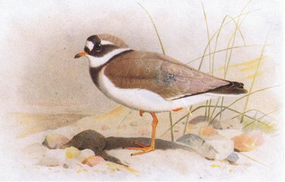 Tarambola-de-anéis, de Pássaros das Ilhas Britânicas e Seus Ovos, publicada por Frederick Warne & Co Ltd, 1958 de Archibald Thorburn