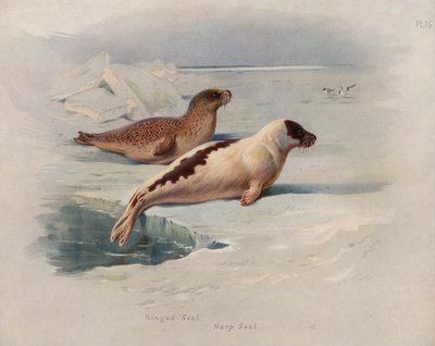 Selo com anéis, selo de harpa de Archibald Thorburn