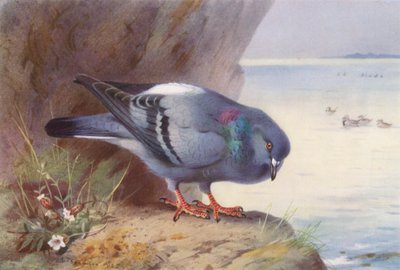 Pomba-das-rochas (litografia a cores) de Archibald Thorburn