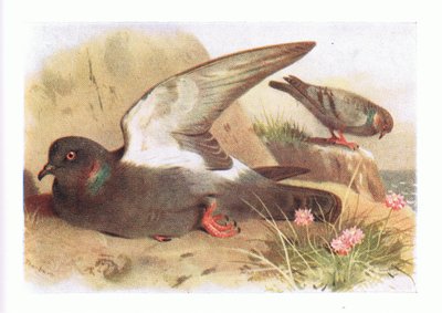 Rock Dove, de Aves das Ilhas Britânicas e seus Ovos publicado por Frederick Warne & Co Ltd, 1958 de Archibald Thorburn