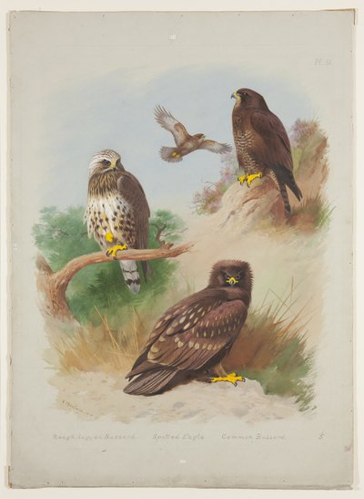 Buzzard de perna áspera, águia-pintada e buzzard comum, c.1915 (aguarela e corpinho com goma arábica sobre lápis a bordo) de Archibald Thorburn