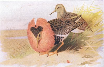Ruffs e Reeves, de pássaros das ilhas britânicas e seus ovos publicados por Frederick Warne & Co Ltd, 1958 de Archibald Thorburn