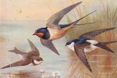Sand-Martin, Swallow, Martin (litografia a cores) de Archibald Thorburn