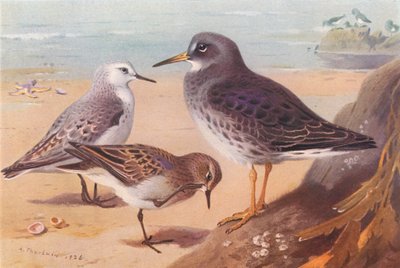 Sanderling (inverno), Temminck