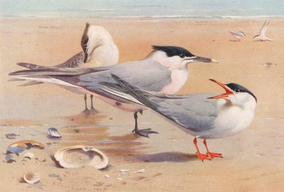 Garajau-sanduíche (adulto e jovem), Garajau-comum (litografia a cores) de Archibald Thorburn