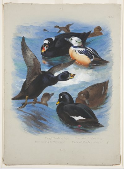 Scoters and stellers eider, c.1915 (aquarela e cor de corpo sobre lápis sobre papel) de Archibald Thorburn