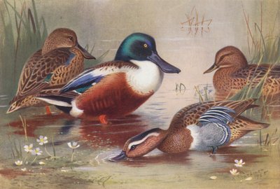 Pato-trombeteiro (macho e fêmea), marreco (macho e fêmea) (litografia a cores) de Archibald Thorburn