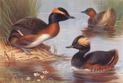 Mergulhão-da-eslavónia, mergulhão-pequeno, mergulhão-de-pescoço-preto (litografia a cores) de Archibald Thorburn