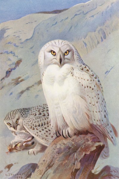 Coruja das neves (litografia a cores) de Archibald Thorburn