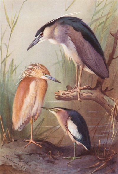 Garça-vermelha, Garça-real, Garça-branca-pequena (litografia a cores) de Archibald Thorburn