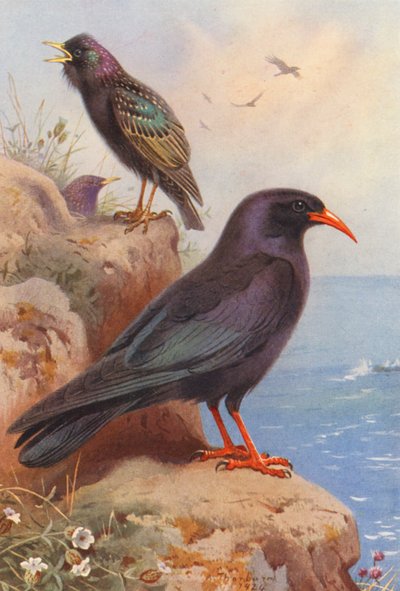 Estorninho, gralha (litografia a cores) de Archibald Thorburn