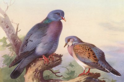 Pomba-correio, Pomba-tartaruga (litografia a cores) de Archibald Thorburn