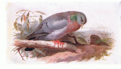 Stock Dove, de Aves das Ilhas Britânicas e Seus Ovos publicado por Frederick Warne & Co Ltd, 1958 de Archibald Thorburn