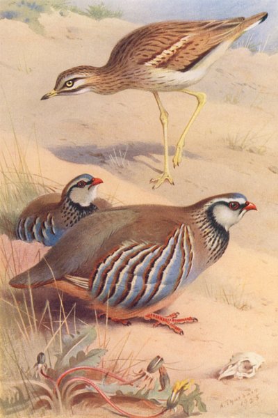 Perdiz-vermelha (macho e fêmea) (litografia a cores) de Archibald Thorburn
