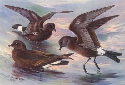 Alma-de-mestre, Alma-de-mestre-da-rocha, Alma-de-mestre-de-wilson (litografia a cores) de Archibald Thorburn