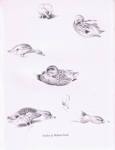 Estudos de Patos Mallard, 1938 de Archibald Thorburn