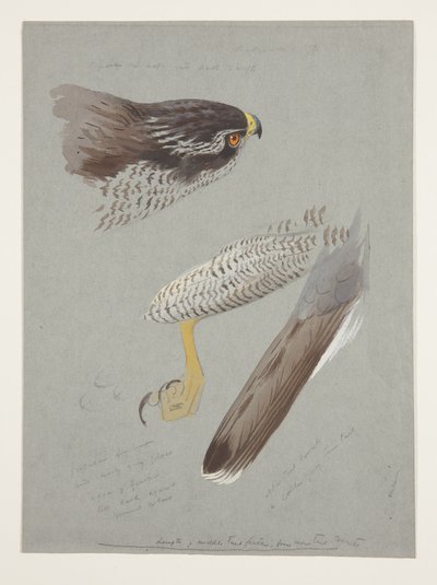 Estudos de cabeça, pé e asa de goshawk masculino, c.1915 (aguarela e corpinho sobre lápis sobre papel) de Archibald Thorburn