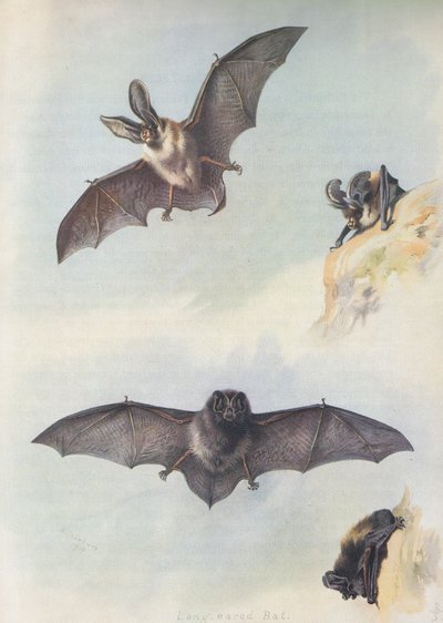 O Barbastelle de Archibald Thorburn