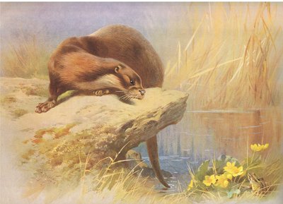 A lontra, dos mamíferos de Thorburn, publicada por Longmans e Co, c. 1920 de Archibald Thorburn