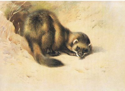 O Polecat, dos Mamíferos de Thorburn, publicado por Longmans and Co, c. 1920 de Archibald Thorburn