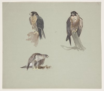 Esboços de três cores de peregrino masculino, c.1915 (aquarela e cor de corpo sobre lápis sobre papel) de Archibald Thorburn