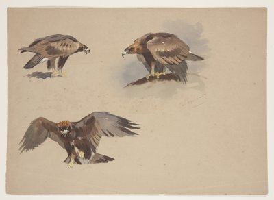 Três pequenos esboços de uma águia dourada, c.1915 (aguarela e cor de corpo sobre lápis sobre papel) de Archibald Thorburn