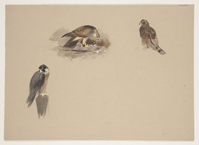 Três pequenas vinhetas de falcão peregrino e duas outras aves de rapina, c.1915 (aguarela e corpinho sobre lápis sobre papel) de Archibald Thorburn