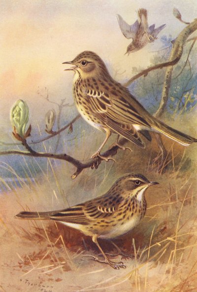 Arboreto, Arboreto (litografia a cores) de Archibald Thorburn