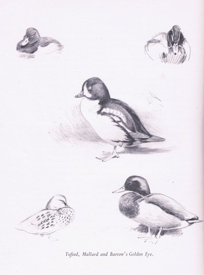 Patos adornados, patos selvagens, Goldeneye Barrows, 1938 de Archibald Thorburn