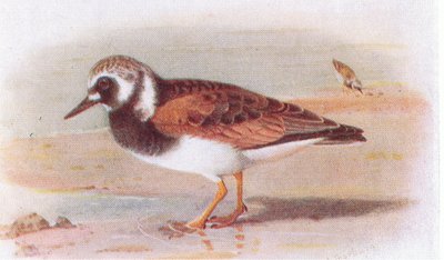 Turnstone, de pássaros das ilhas britânicas e seus ovos publicados por Frederick Warne & Co Ltd, 1958 de Archibald Thorburn