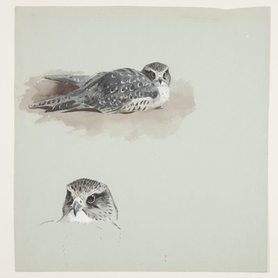 Dois desenhos a cores de merlin, c.1915 (aguarela e cor de corpo sobre lápis sobre papel) de Archibald Thorburn