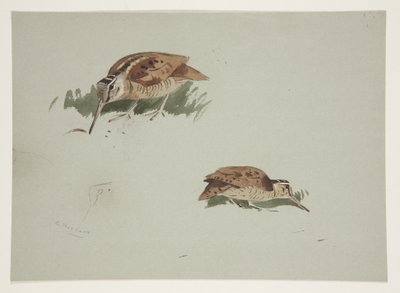 Duas vinhetas de galinhola, c.1915 (aguarela e cor de corpo sobre lápis sobre papel) de Archibald Thorburn