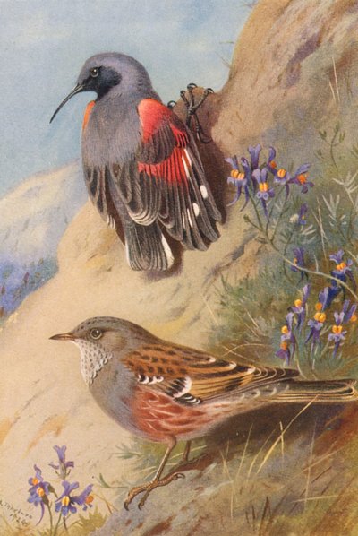 Arrastador de paredes, Alpine Accentor (litografia a cores) de Archibald Thorburn
