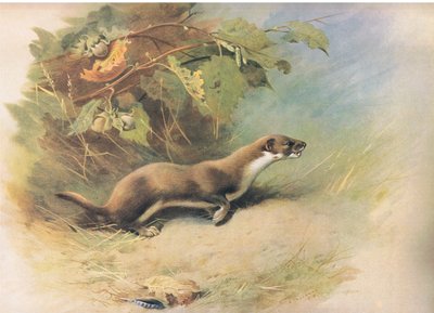 Weasel, de Thorburns Mammals, publicado por Longmans and Co, c. 1920 de Archibald Thorburn
