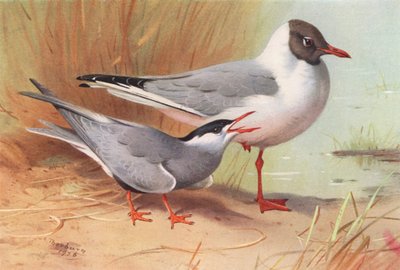 Garajau-real, gaivota-de-cabeça-preta (verão) (litografia a cores) de Archibald Thorburn