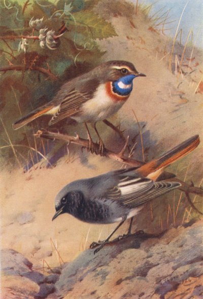 Pisco-de-peito-azul, rabirruivo-preto (litografia a cores) de Archibald Thorburn