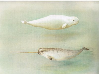 White Whale and Narwhal, de Thorburns Mammals, publicado por Longmans and Co, c. 1920 de Archibald Thorburn