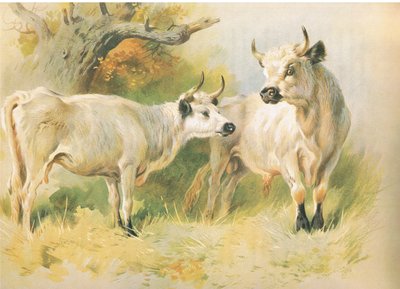 Gado Selvagem de Archibald Thorburn