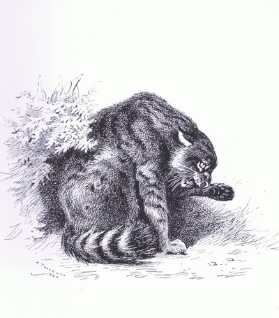 Wildcat, pub. por Book Club Associates de Archibald Thorburn