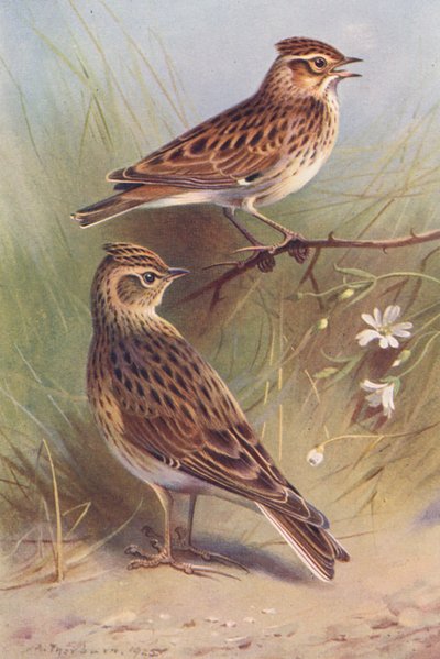Cotovia-da-Madeira, Cotovia-do-Céu (litografia a cores) de Archibald Thorburn