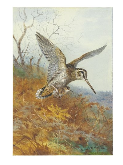 Galinhola e jovem de Archibald Thorburn
